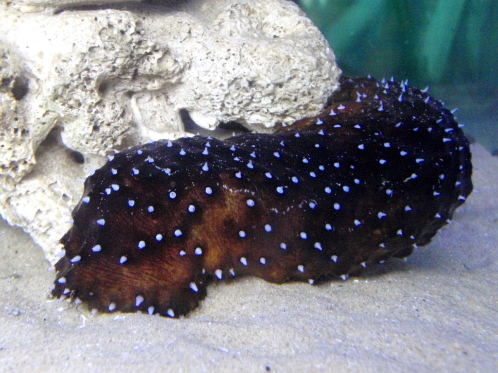 Holothuria forskali (Delle Chiaje, 1823)
